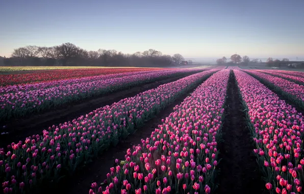 Field, flowers, tulips