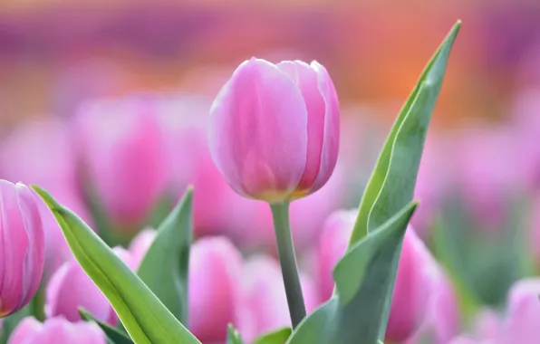 Pink, tenderness, Tulip, Bud