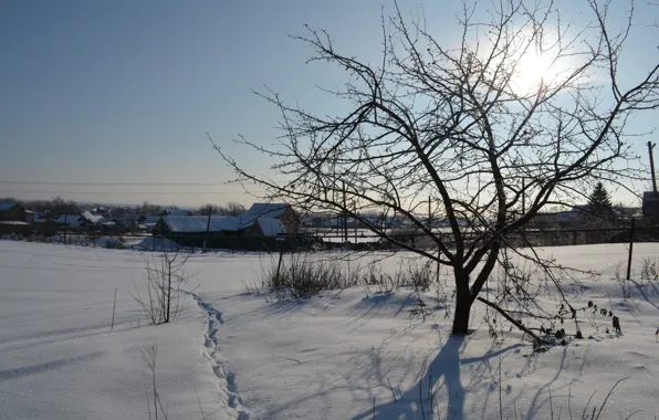 The sky, the sun, light, branches, traces, tree, blue, home