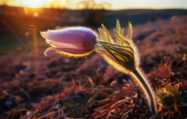 Flower, grass, light, spring, Sleep-grass, Anemone, Cross, Pulsatilla