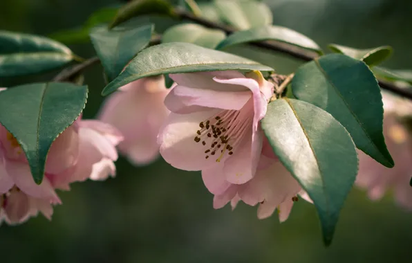 Leaves, flowers, branch, spring, pink, flowering, Camellia, Camellia