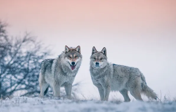 Winter, wolves, bokeh