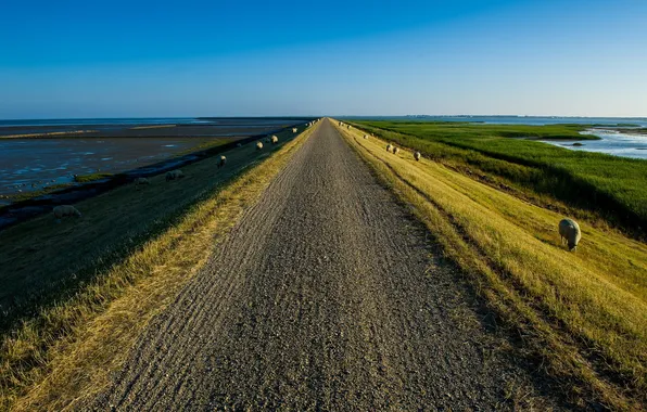 Road, landscape, sheep