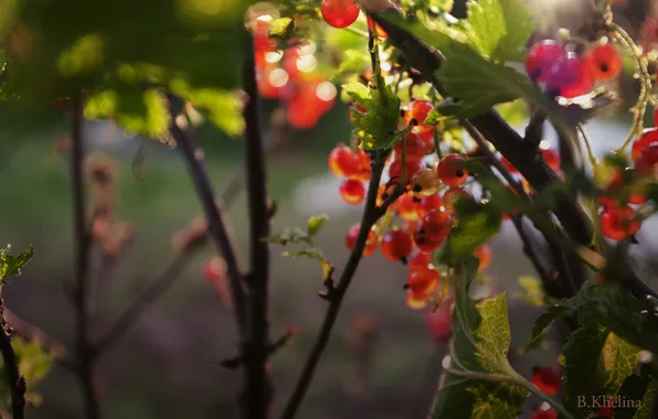 Summer, leaves, the sun, rays, branches, nature, berries, leaf