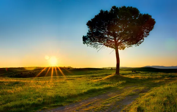 Picture field, the sun, rays, tree