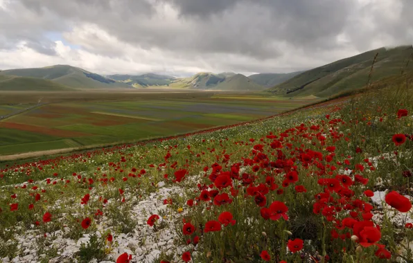 Field, flowers, mountains, hills, Maki, meadow, Italy