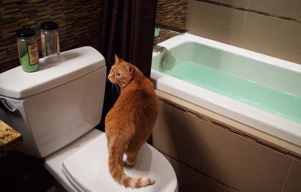 Cat, cat, look, water, pose, red, bath, toilet