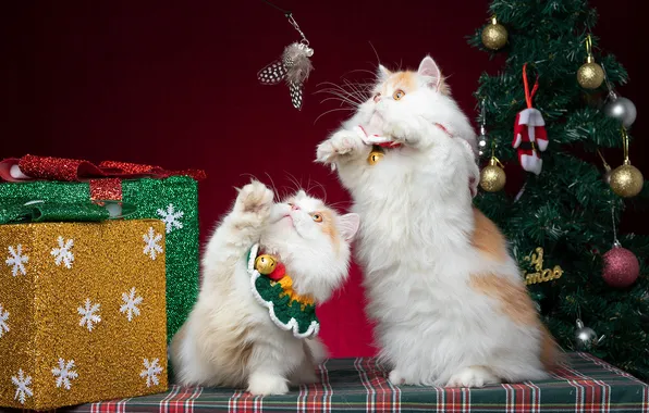 Cats, the game, toys, legs, feathers, Christmas, kittens, gifts