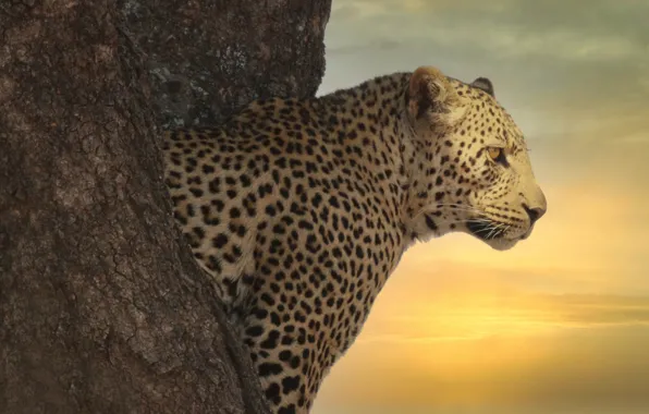Face, sunset, tree, leopard, profile, wild cat