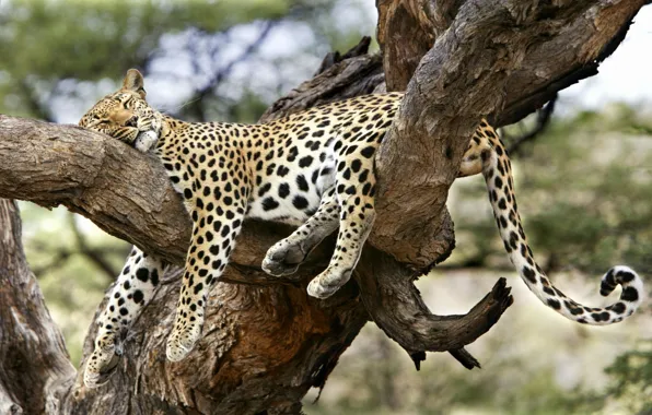 Tree, sleep, leopard, convenient