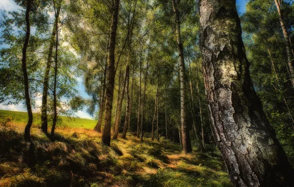 Forest, summer, grass, light, trees, trunk, birch, birch grove