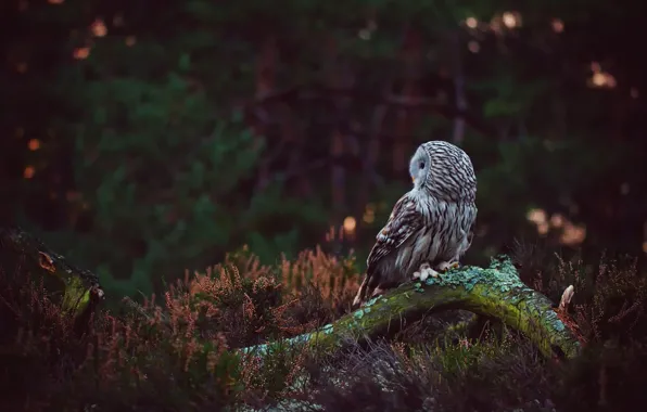 Forest, look, green, the dark background, background, owl, bird, moss
