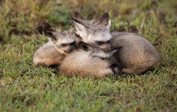 Fox, Fox, mom, family, lie, cubs, cubs, bat-eared Fox