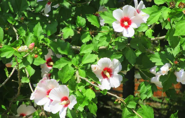 Flowers, hibiscus, hibiscus, Meduzanol ©