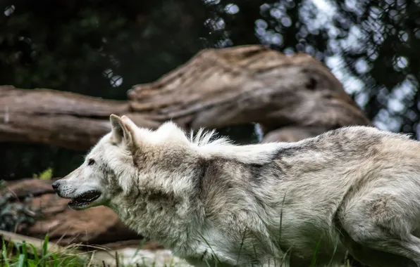 Picture nature, snow, predator, face, animal, wolf, wildlife, portrait