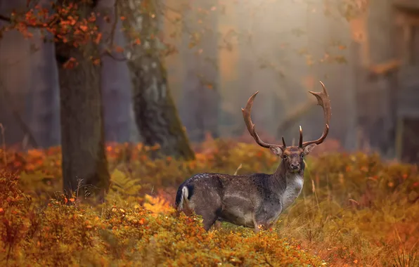 Autumn, forest, trees, Park, thickets, deer, the bushes
