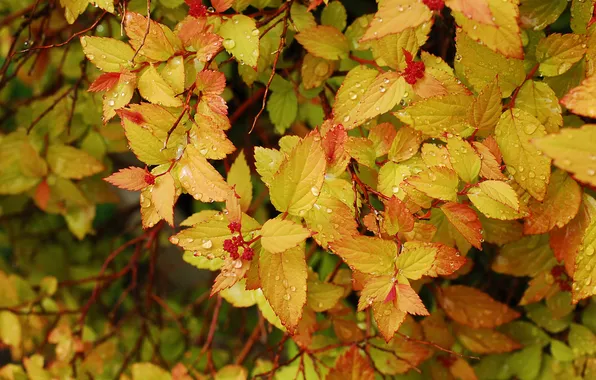 Autumn, leaves, drops, branches, berries, Bush, fruit