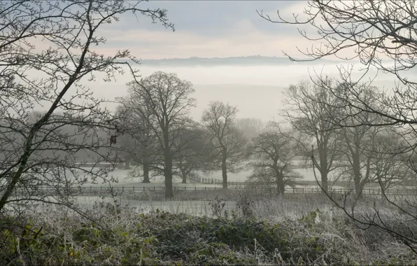 Frost, field, landscape