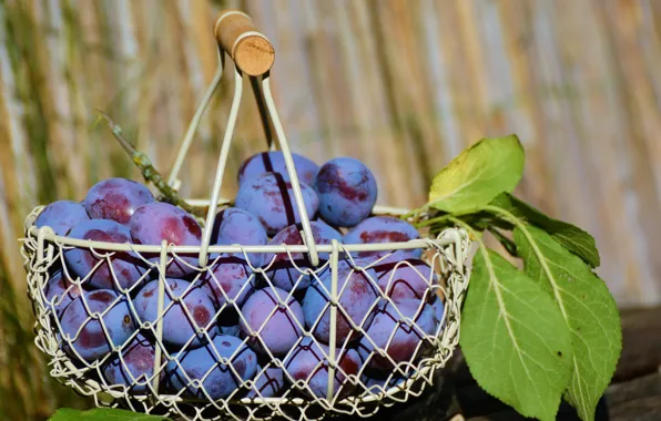 Picture Basket, fruit, Plum