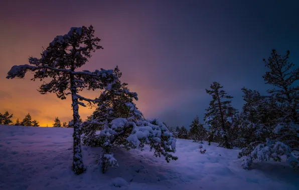 Winter, snow, trees, sunset, Finland, Finland, Varsinais-Suomi, Southwest Finland