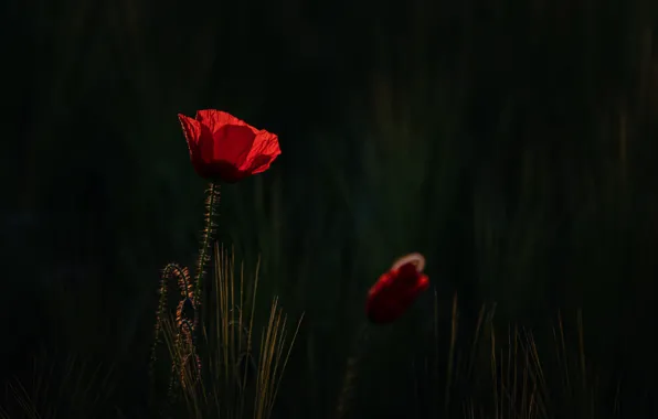 Flower, nature, Mac