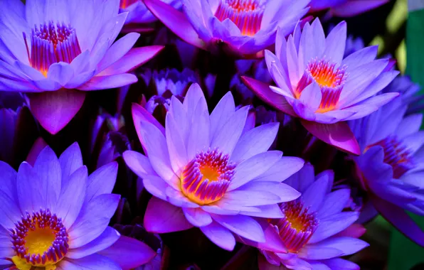 Macro, Goluboy Lotus, water Lily blue