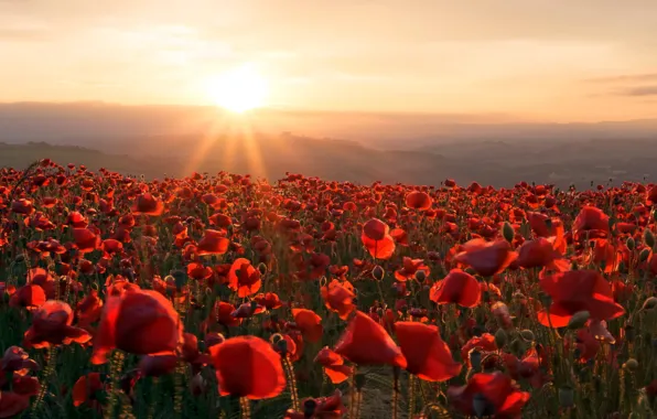 Field, Maki, morning