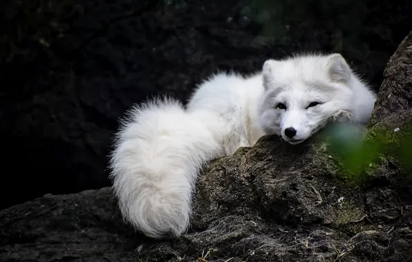 Nature, animal, wildlife, white fox