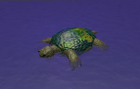 Water, earth, turtle, humor
