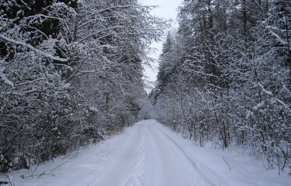 Picture winter, road, forest