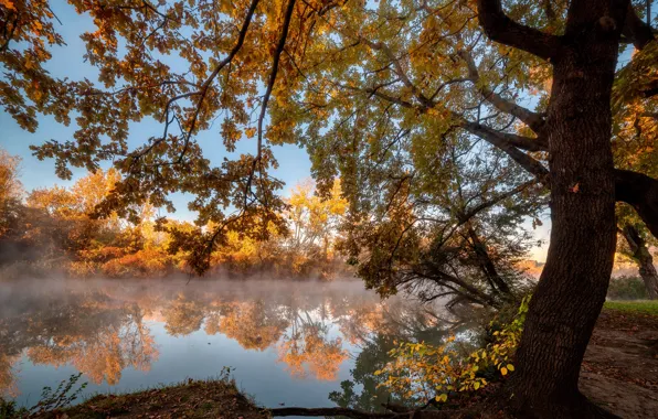 Autumn, trees, landscape, nature, shore, the bushes, pond, Alexander Plekhanov