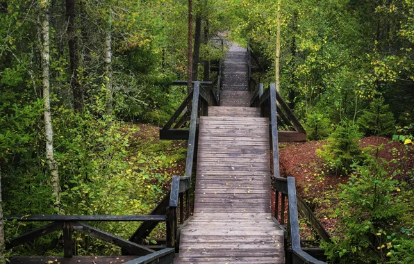 Picture autumn, forest, bridge, forest, bridge, Autumn, fall