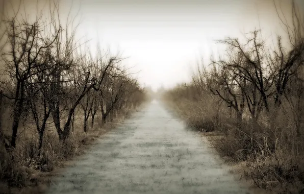 Road, trees, landscape, fog, morning