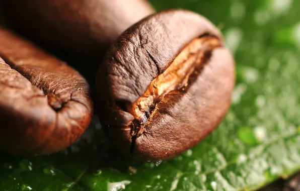 Picture macro, sheet, coffee, grain, macro, leaf, beans, coffee