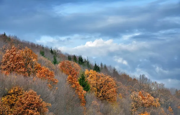 Picture autumn, the sky, clouds, trees, slope, the bushes