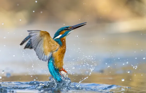 Water, squirt, bird, Kingfisher