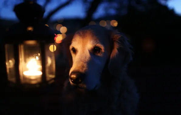 Picture light, lamp, dog