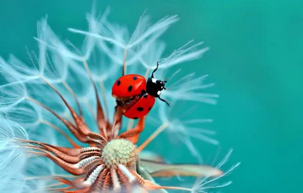 Picture flower, macro, dandelion, ladybug, beetle