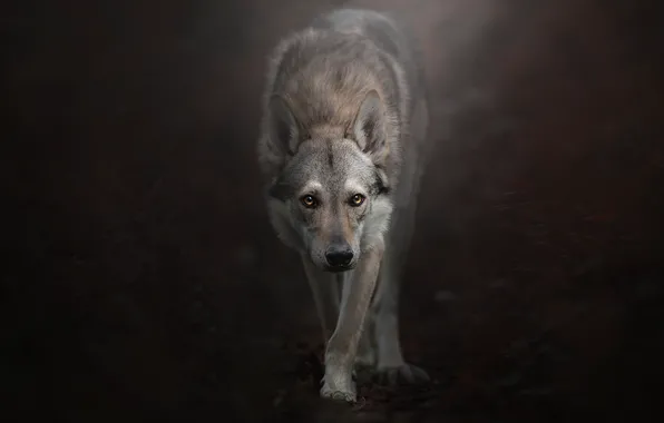 Picture look, background, Czechoslovakian, Wolfdog, The Czechoslovakian Wolfdog