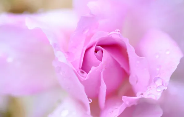 Picture water, drops, flowers, Rosa, roses, petals