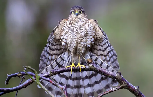 Picture branches, bird, predator, tail, Sparrowhawk