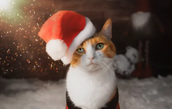 Cat, cat, look, pose, Christmas, New year, face, Christmas decorations