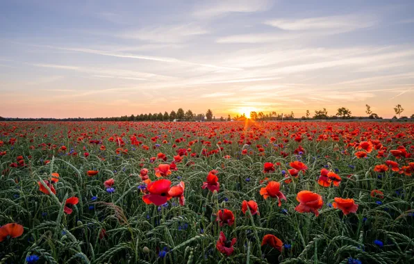 Field, the sky, the sun, clouds, rays, landscape, sunset, flowers