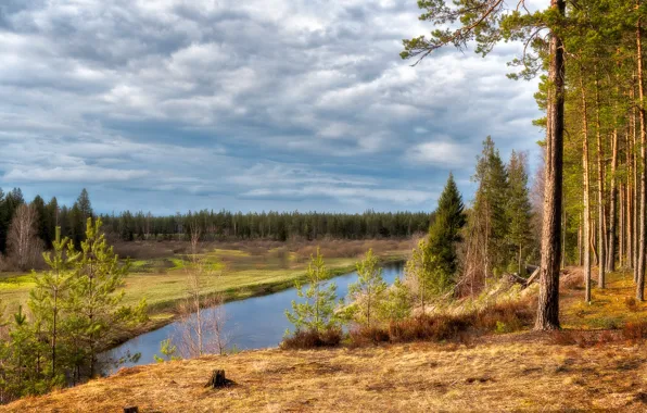 Forest, landscape, nature, river, ate, pine