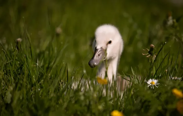 Picture nature, bird, duck