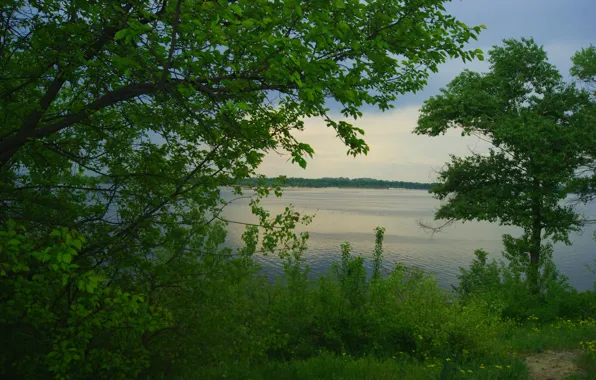 Greens, trees, river, shore, Dnepr