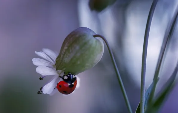 Flower, macro, nature, ladybug, beetle, Rina Barbieri