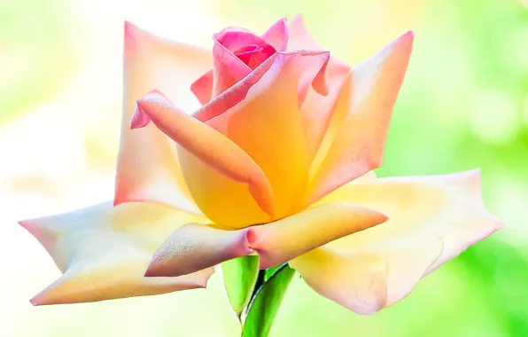 Picture flowers, roses, petals