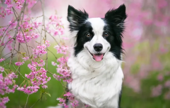 Look, flowers, branches, nature, pose, black and white, portrait, dog