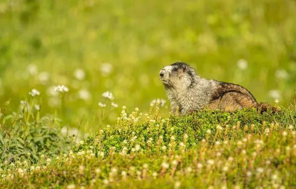 Field, flowers, glade, meadow, marmot